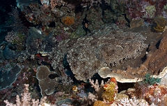 Raja Ampat 2016 - Eucrossorhinus Daypogon - Tasselled Wobbegon - Requin Tapis barbus - IMG_5310_rc